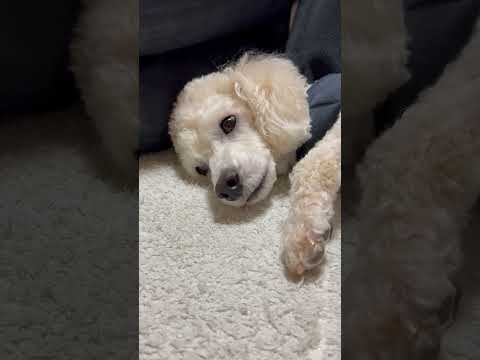 shorts タローちゃん　トイプードル　2026年3月23日