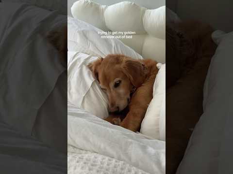 coming home to my golden retriever🥵goldenretreivers dog pup… サムネイル
