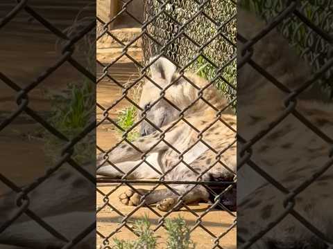 shorts イトゥバちゃん　ブチハイエナ　千葉市動物公園にて　2026年2月23日 サムネイル