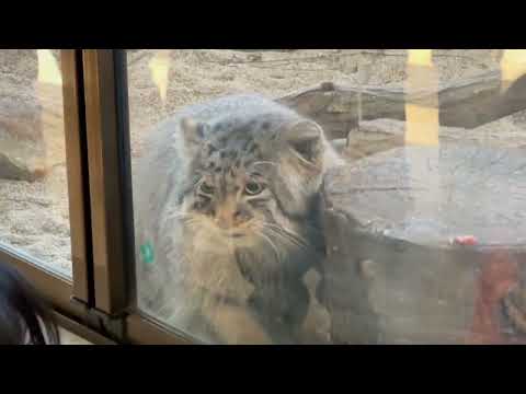 ナゴムくんのお肉タイム😋　マヌルネコ　那須どうぶつ王国にて　2026年1月4日 サムネイル