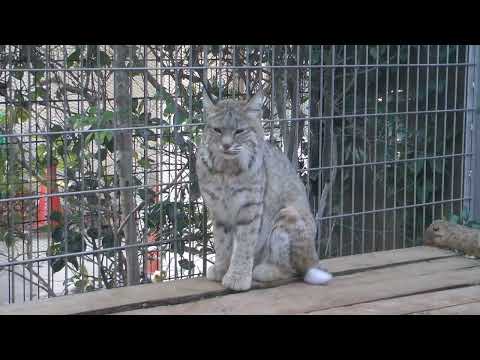 ボブキャットのソラちゃん　王子動物園　00037