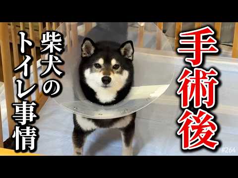 手術後の柴犬はトイレ事情が大変