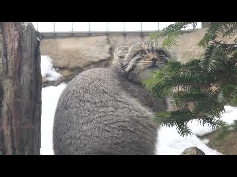 伸びて覗くナゴムくん　マヌルネコ　那須どうぶつ王国　2026年1月9日　C0008 サムネイル