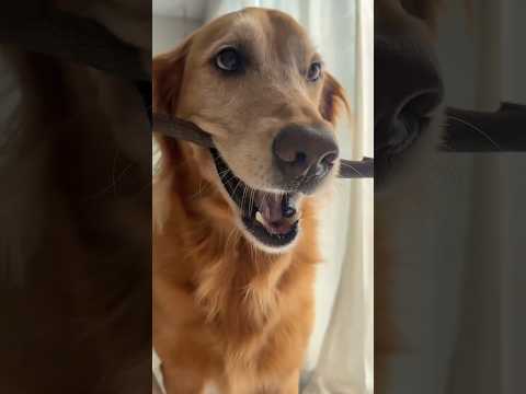 coming home to my golden retriever🥵 goldenretreiver dog ind… サムネイル