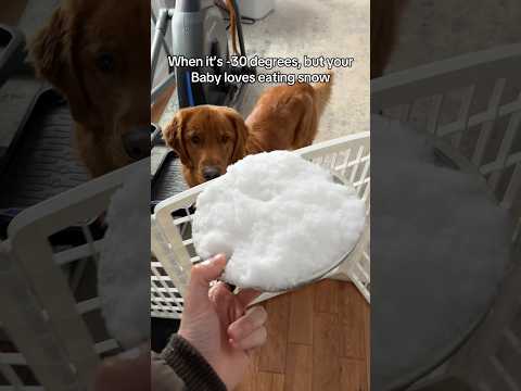 Do you do this for your dog? サムネイル