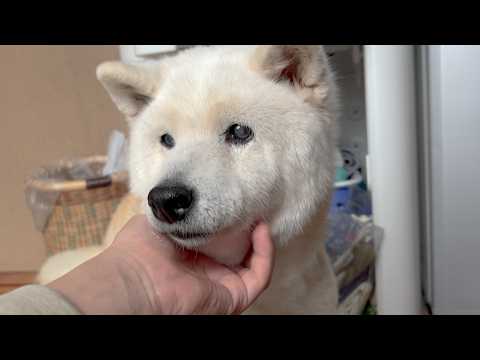老化で目が見えなくなってきた柴犬のために僕がやってあげられる事。 サムネイル