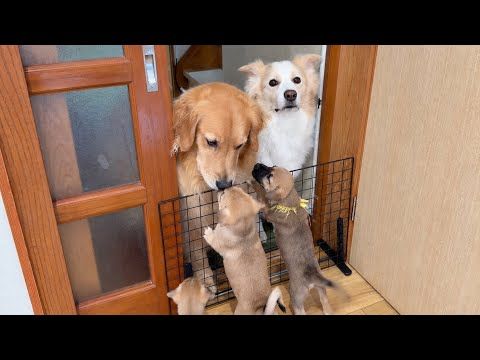 ママ犬と少し離れただけなのに、寂しくて泣きだしちゃった子犬...【ゴールデンレトリバー・ボーダーコリー】