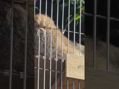 shorts マニア向け⁈🙄　エルくんとミーニャちゃんの息子たち　マヌルネコ　東山動植物園にて　2026年3月14日 サムネイル