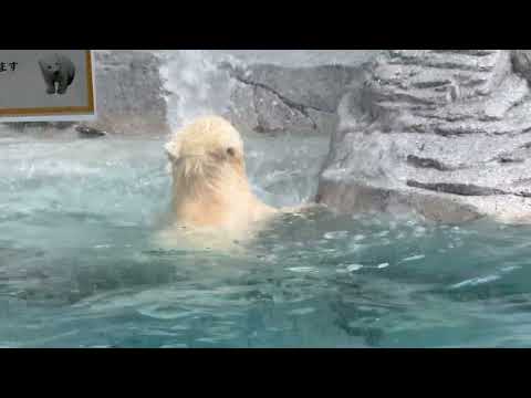モモ太くん 上がっても上がっても直ぐお水の中へ☺️   ホッキョクグマの仔　秋田県男鹿水族館GAOにて2026年5月1日 サムネイル