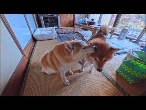 娘が7歳になってもモモさんはお母さんを続けています サムネイル