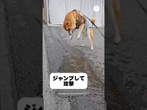 流れる水を止めたい…何度も攻撃する柴犬　　柴犬　犬　面白い　かわいい犬 犬のいる暮らし サムネイル