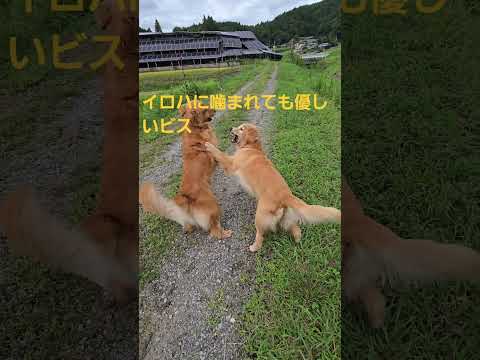娘に噛まれても優しいゴールデンレトリバーの母 ゴールデンレトリバー 大型犬のいる生活 散歩 goldenretrei…