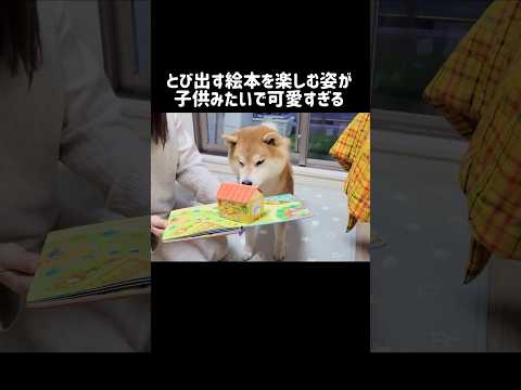 とび出す絵本を楽しむ姿が、子供みたいで可愛すぎる 柴犬 shibainu shorts サムネイル