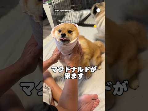 マクドナルドが届く前に説得される犬😂　犬　いぬ　犬のいる暮らし 面白い犬 面白い サムネイル