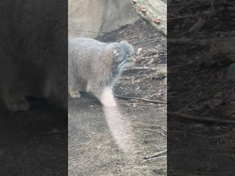 shorts アブちゃん それはナゴムくんの匂いでは😊？　マヌルネコ　那須どうぶつ王国にて　2026年3月29日