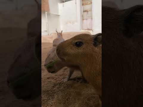 仲良しカピバラベビー♫shorts カピバラ capybara サムネイル