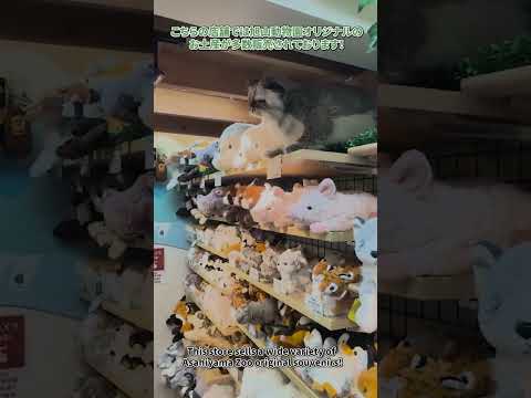 【旭山動物園】こもれびの丘SHOP[Asahiyama Zoo] KomorebinookaSHOP　shorts サムネイル