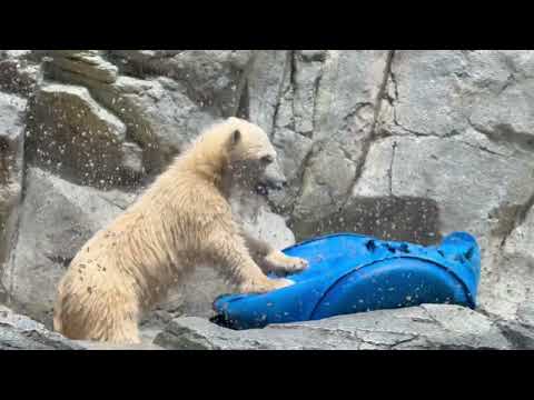 ズリズリズリズリ🤭　  ホッキョクグマのモモ太くん　男鹿水族館GAOにて　2026年5月22日 サムネイル