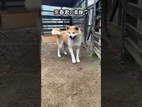 普段はぼーっとしている宗春君ですが実はこんなに元気♫秋田犬 犬 dog サムネイル
