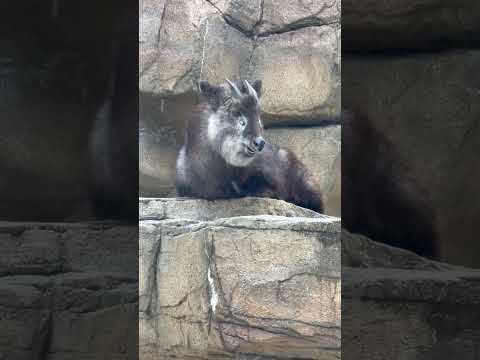 shorts ニホンカモシカのミカゲくん　那須どうぶつ王国にて　2026年1月2日 サムネイル