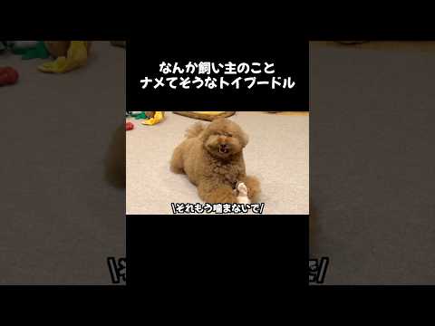 なんか飼い主のことをナメてそうなトイプードル サムネイル