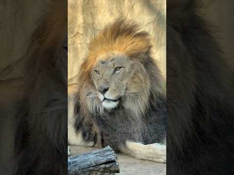 shorts 夕陽を浴びるアレンくん　ライオン🦁　千葉市動物公園　2026年2月23日 サムネイル