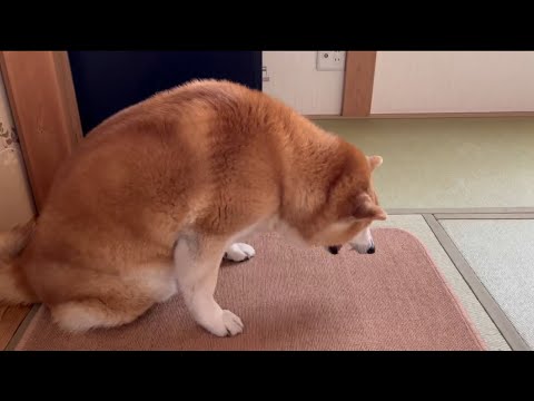 柴犬福 本日の第一ガムor第二ガムの選択🤣Shiba-ASMR🤣 サムネイル