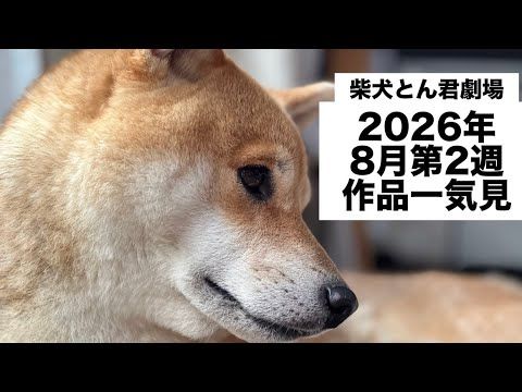 柴犬とん君と主による迷芝居をお楽しみください！　柴犬　柴犬とん