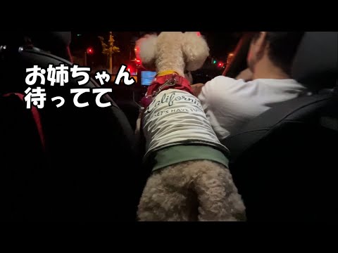 夜中のドライブでテンション上がりながらお姉ちゃんをお迎えに行く大きいトイプードル【デカプー】【トイプードルのロアくん】… サムネイル