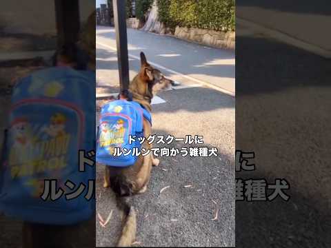 ドッグスクールの先生のお迎えに喜びが大爆発しながら投稿していった雑種犬 雑種犬 ミックス犬 ドッグスクール 保護犬 サムネイル