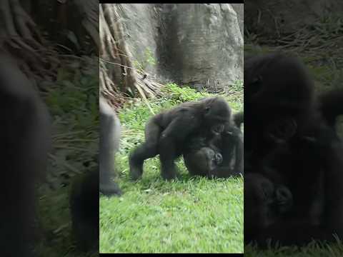 gorilla fun playing 🤣 gorillatag taipeizoo 金剛猩猩 台北市立動物園 zoo… サムネイル