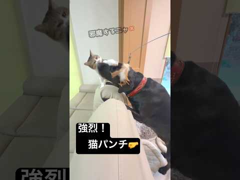 猫じゃらし？犬じゃらし？ サムネイル