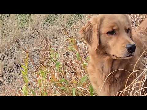 相変わらず鹿の黒豆が好物のゴールデンレトリバーのビス８歳 サムネイル