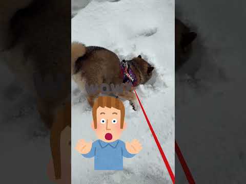 国際交流に熱心な柴犬🐕 サムネイル