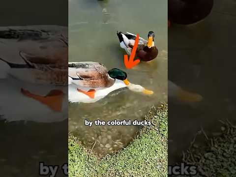 White duck bullied by the flock 🦢😢 Here’s why. animals pets… サムネイル
