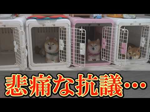 退院後の兄柴犬を病院に連れて行こうとすると「やめて！」と訴える柴犬達の姿にジーンときました・・・ サムネイル