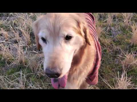 【ビスの術後のご報告概要欄に】冬の夕日を浴びながら親子で遊ぶゴールデンレトリバーの８歳と２歳。 サムネイル