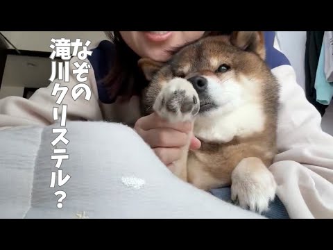 柴犬と札幌在住○○代女性の謎の茶番・・・ サムネイル