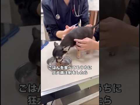 チワワがごはんを食べているうちに狂犬病注射を打ったら チワワ 小型犬 狂犬病 狂犬病注射 サムネイル