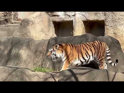 サーシャちゃん 交代まで30分程ありますヨ〜　2月17日のサーシャちゃん5歳のお誕生日を前に 本日お祝いしました〜😊… サムネイル