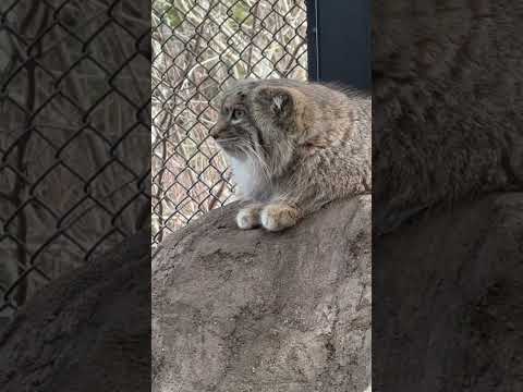 shorts ヒト族の会話にも耳を傾けてそうなオリーヴァちゃん　マヌルネコ　埼玉県こども動物自然公園にて　2026年3… サムネイル