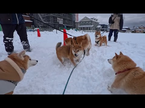 2026年2月5日(木) 茶柴オンリーな冬のパン祭り🍞🥖🥐🥨🥪 サムネイル