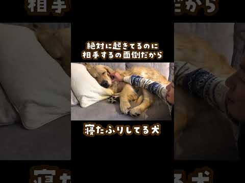 狸寝入りするゴールデンレトリバー ゴールデンレトリバー 大型犬のいる生活 goldenretreiver サムネイル