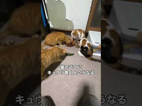 猫にきゅうり 三毛猫 茶トラ 保護猫 きゅうり サムネイル