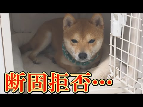 シャンプー嫌いの柴犬がハウスに閉じこもり、飼い主との長い戦いが始まりました・・・ サムネイル
