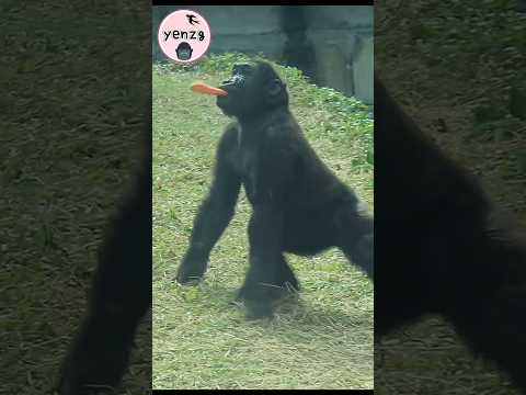 Ringo咬紅蘿蔔拍胸😆 gorilla gorillatag taipeizoo 金剛猩猩 台北市立動物園 shor… サムネイル