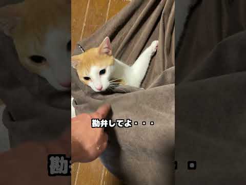 母猫「うちの子がすみません・・・」 保護猫 癒し 猫のいる暮らし サムネイル
