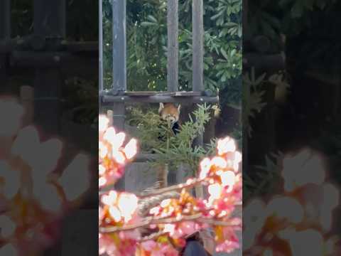 shorts (無理矢理😅)メイタちゃんと河津桜🌸　レッサーパンダ　千葉市動物公園にて　2026年2月23日 サムネイル