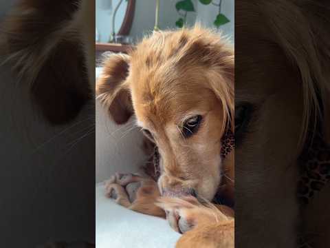 coming home to my golden retriever🥵goldenretreivers dog pup… サムネイル