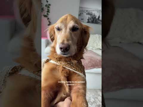 coming home to my golden retriever🥵goldenretreivers dog pup… サムネイル